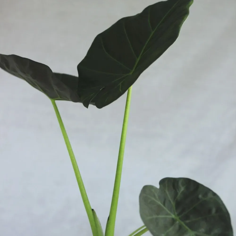 Alocasia Regal Shield "L"