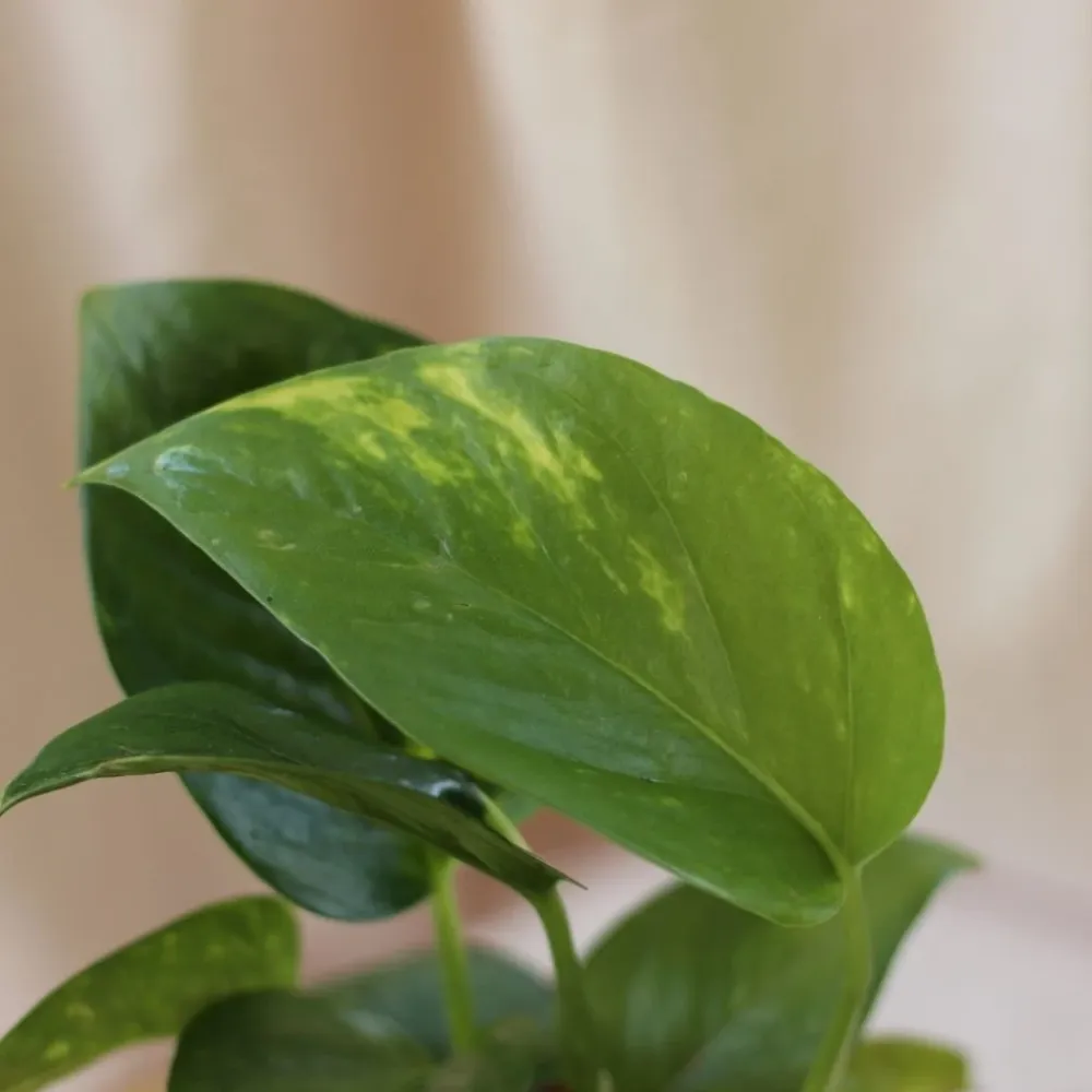 Epipremnum Aureum "M" (šetrné k přírodě)