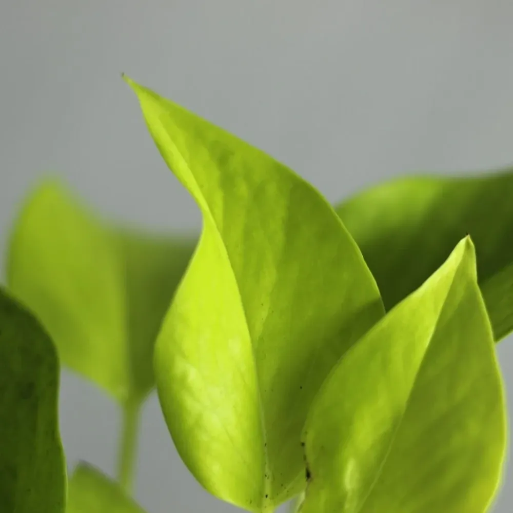 Epipremnum duet