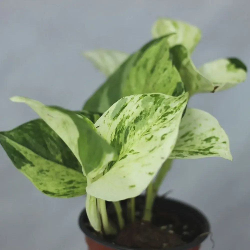Epipremnum Happy Leaf "M"