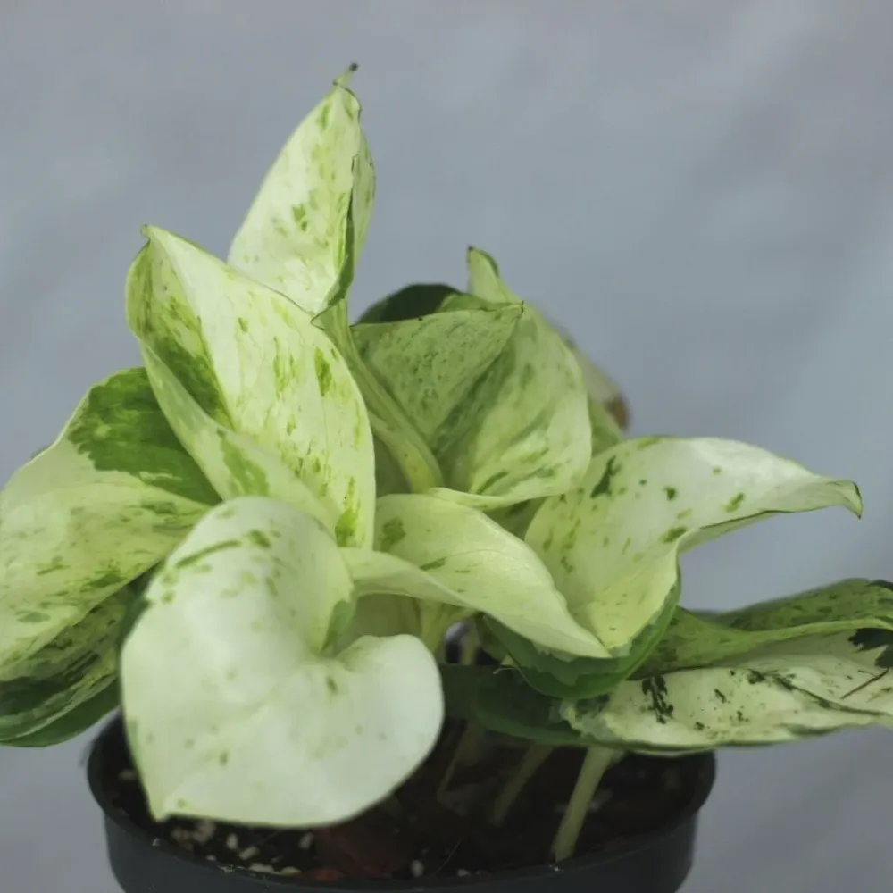 Epipremnum Happy Leaf "L"