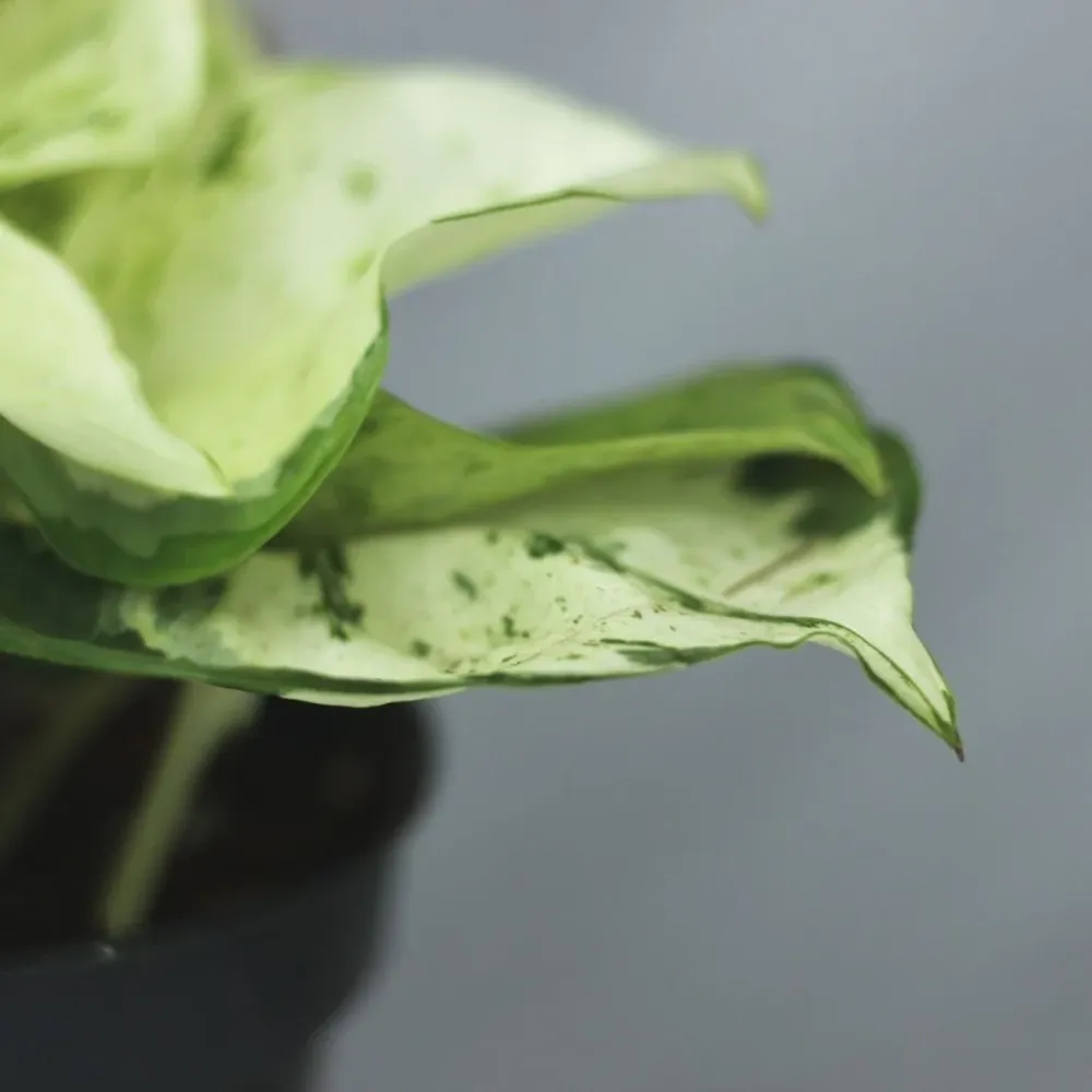 Epipremnum Happy Leaf "L"