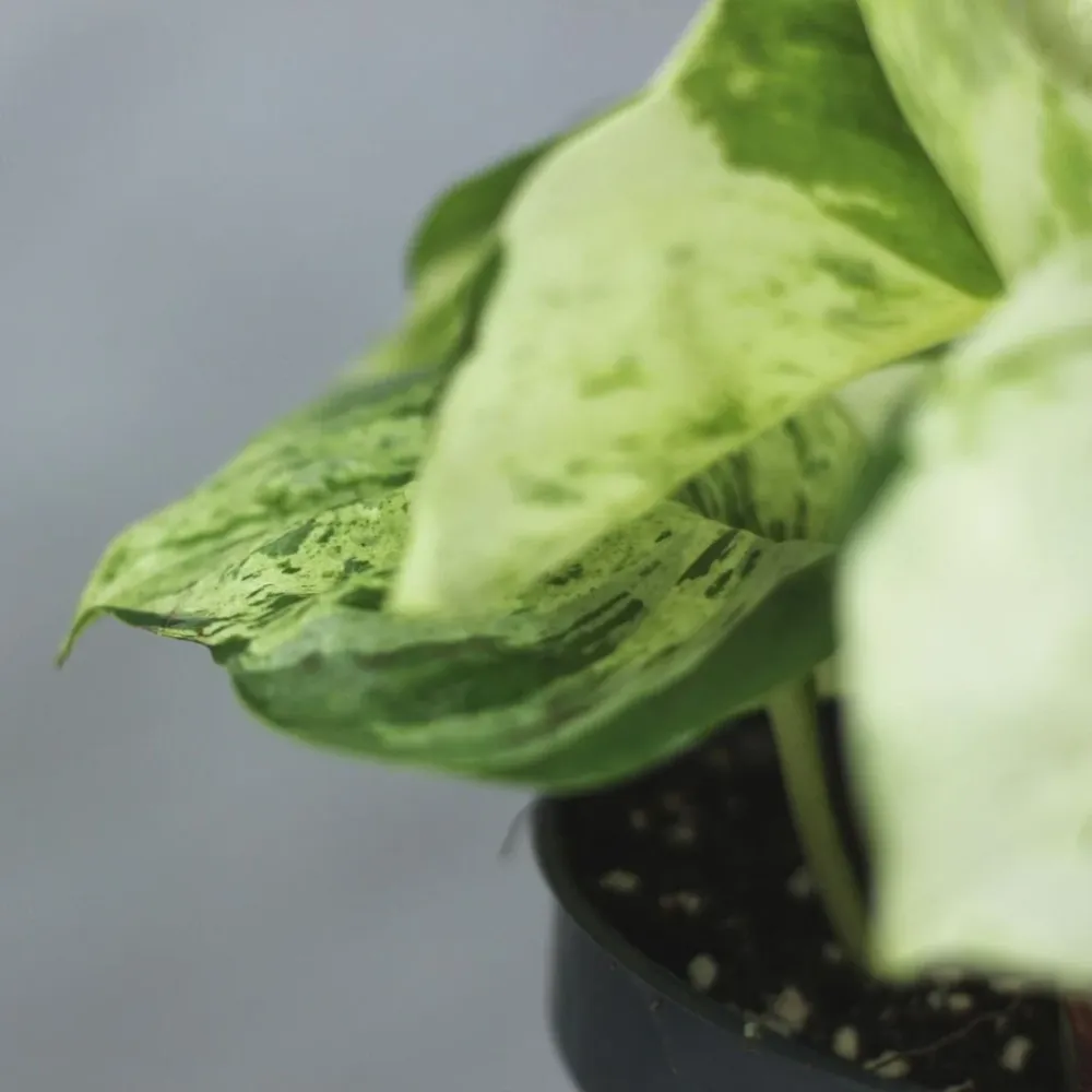 Epipremnum Happy Leaf "L"