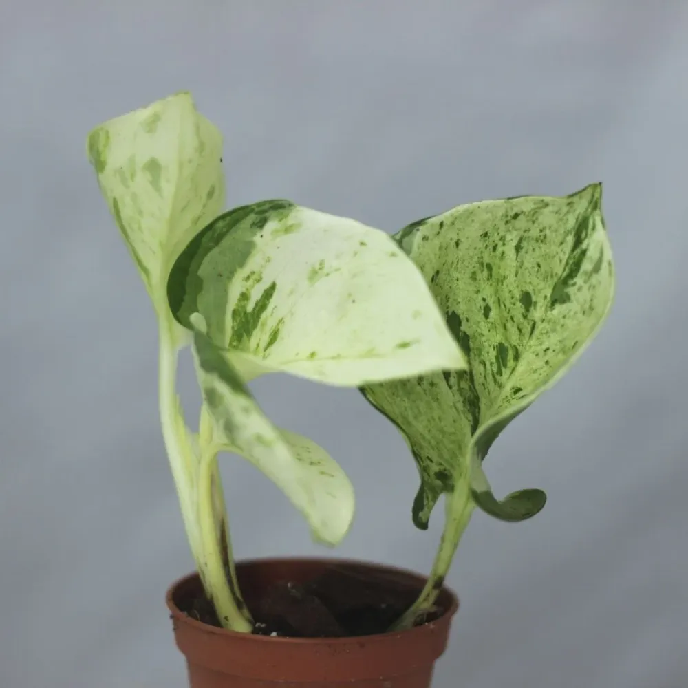 Epipremnum Happy Leaf "S"
