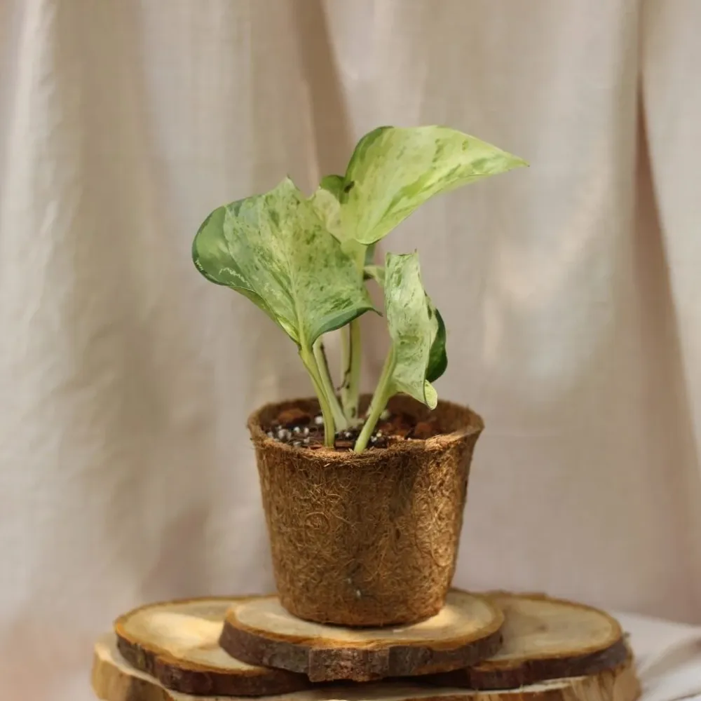 Epipremnum Happy Leaf "M" (šetrné k přírodě)