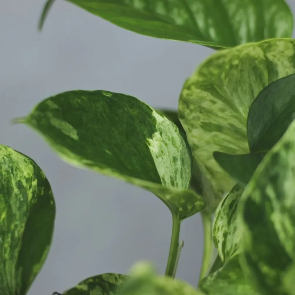 Epipremnum marble queen "L"