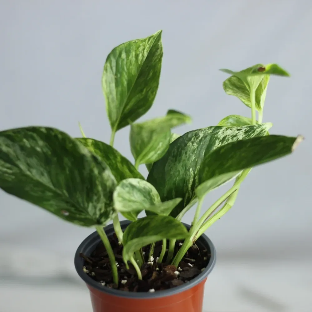 Epipremnum Marble Queen "M"