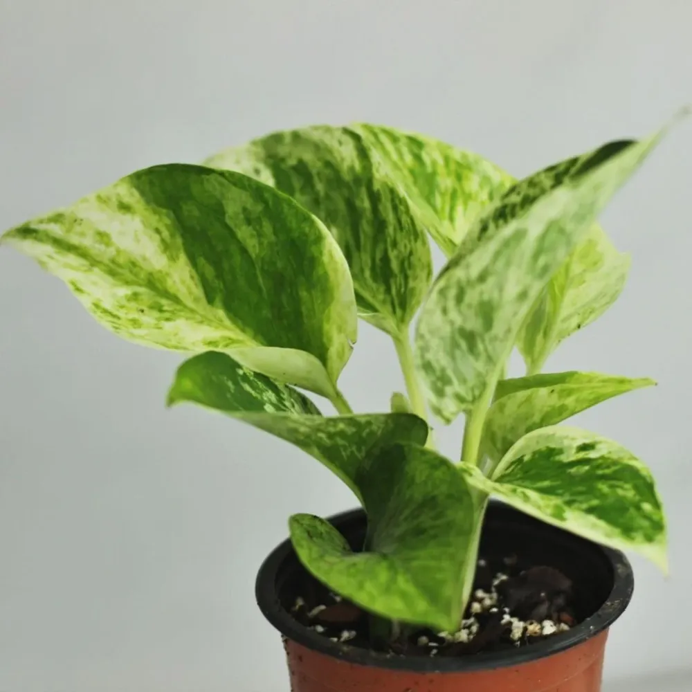 Epipremnum Marble Queen "M"