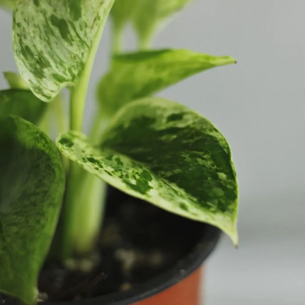 Epipremnum Marble Queen "M"