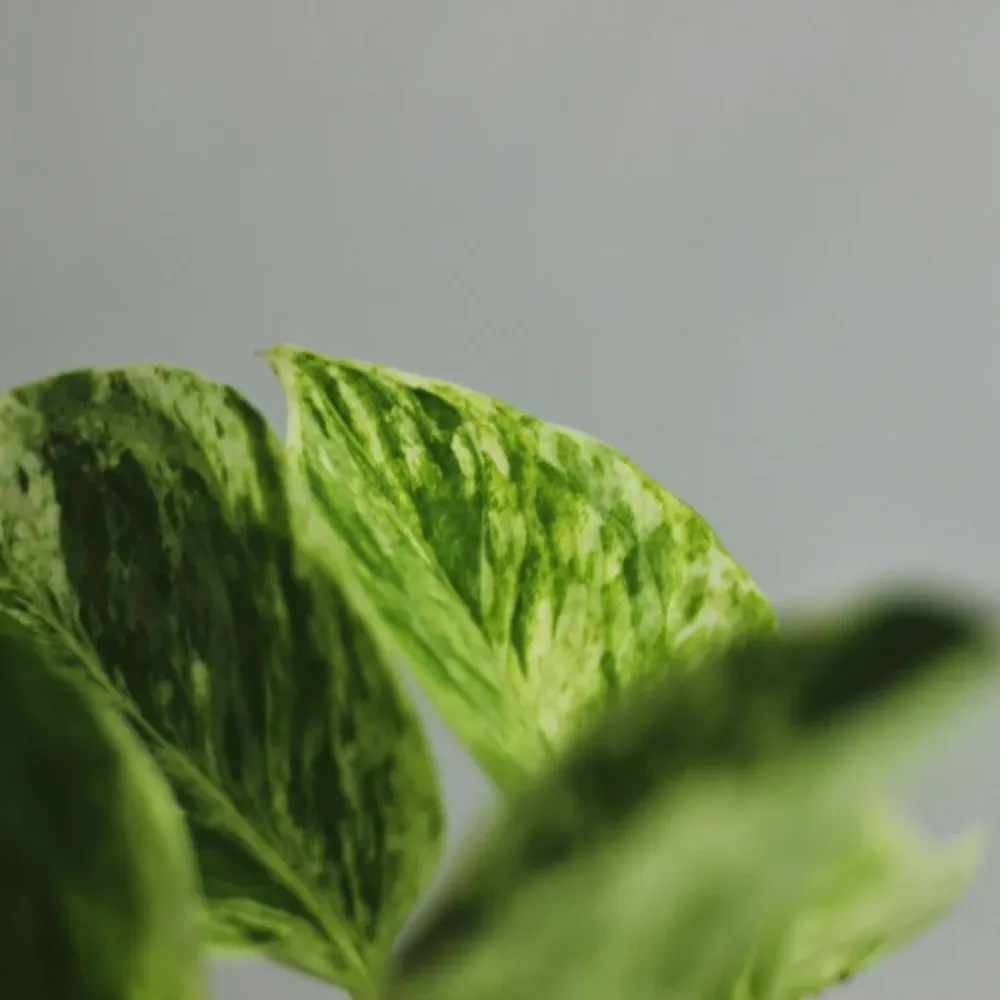 Epipremnum Marble Queen "M"