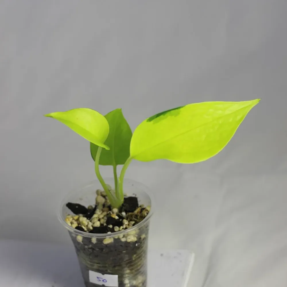 Epipremnum Neon "S"