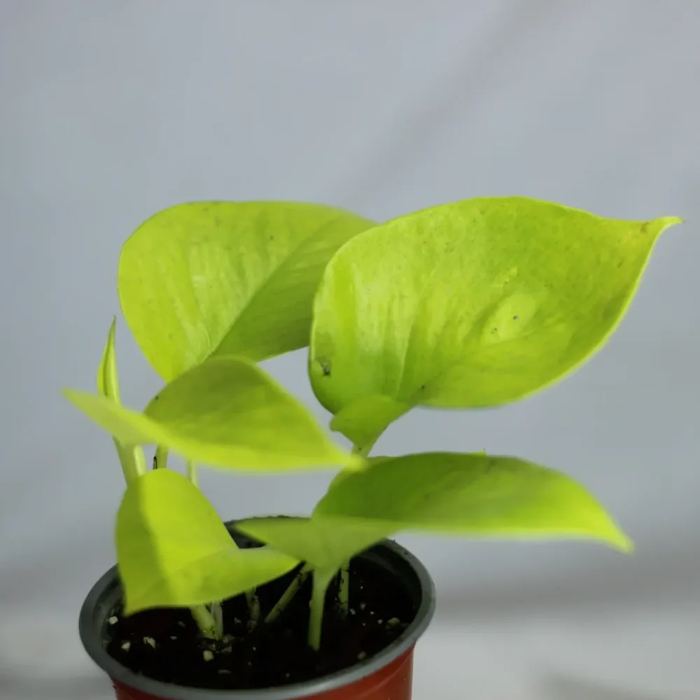 Epipremnum Neon "M"