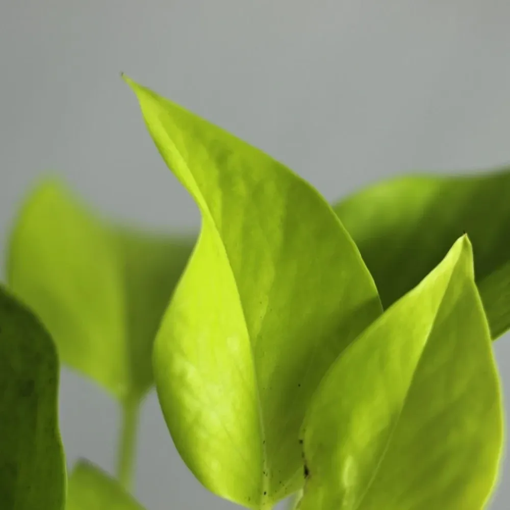 Epipremnum Neon "M"