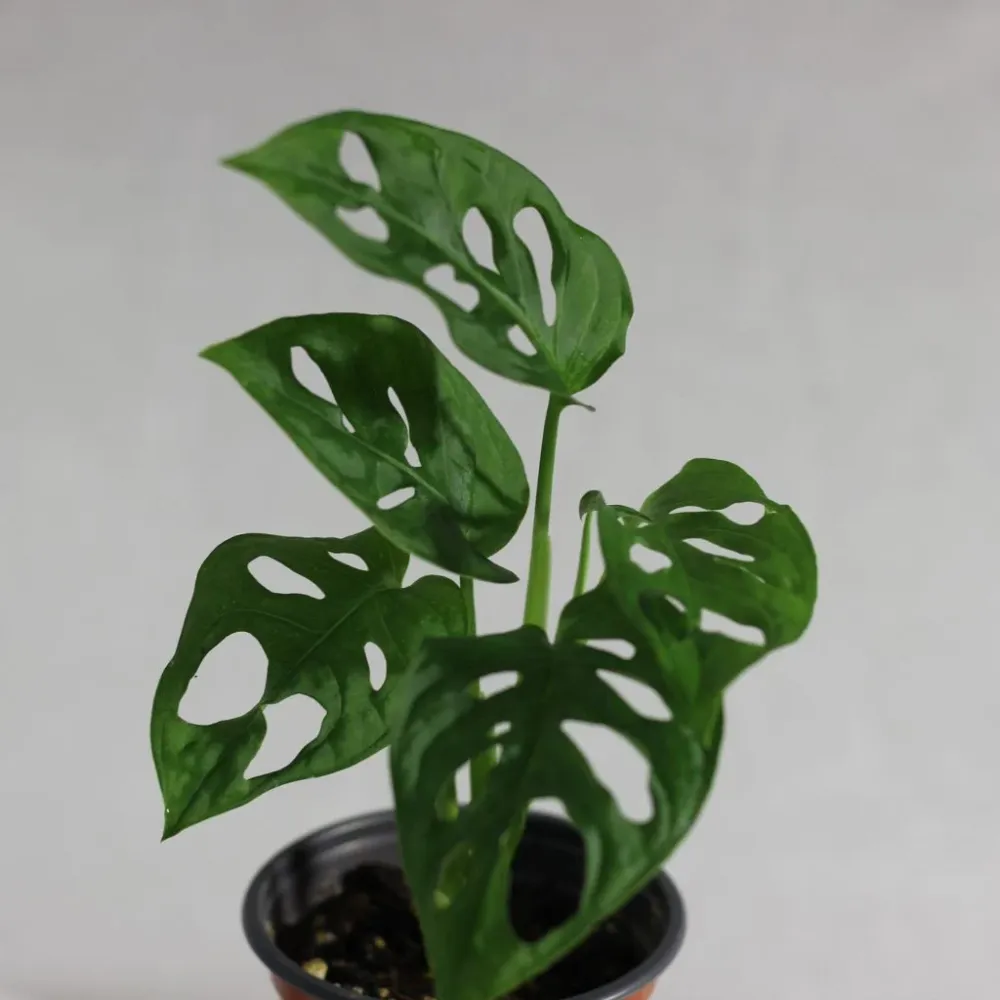 Monstera Monkey "M"
