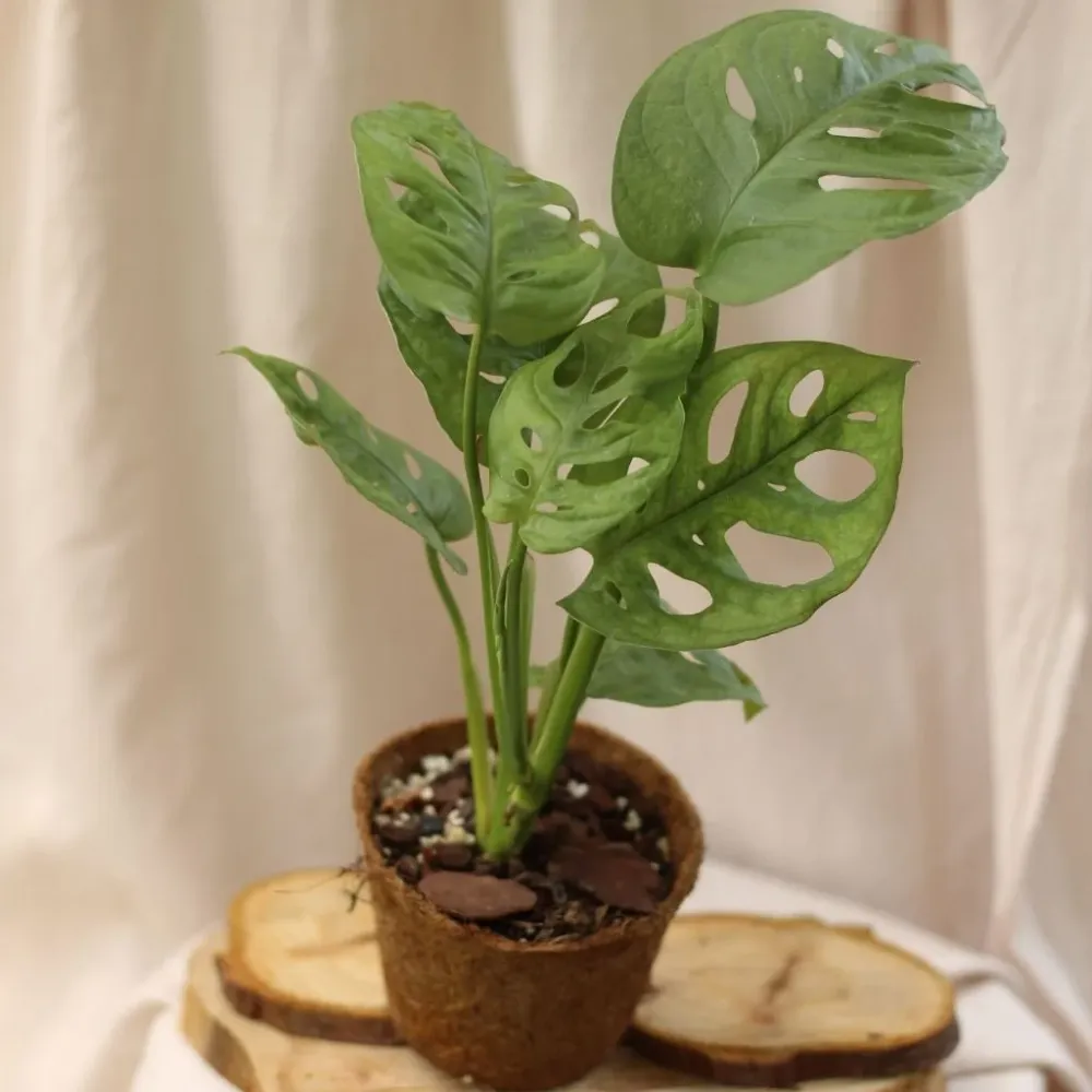 Monstera Monkey "M" (šetrné k přírodě)