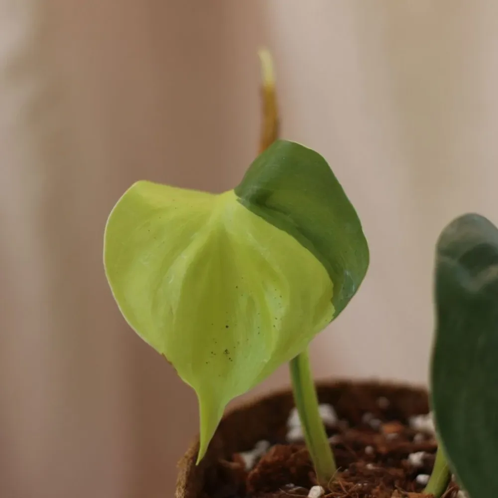 Philodendron Brazil "M" (šetrné k přírodě)