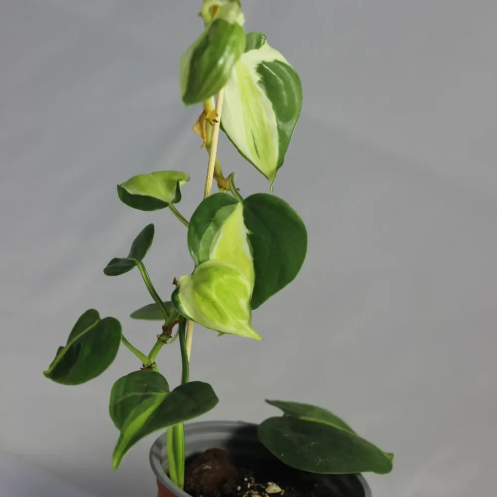 Philodendron Cream Splash "M"