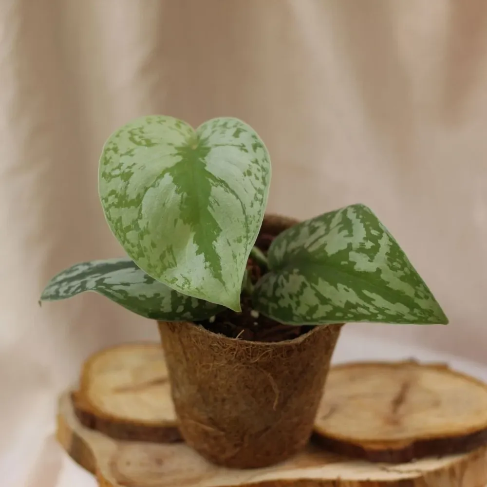 Scindapsus Pictus Trebi "M" (šetrné k přírodě)