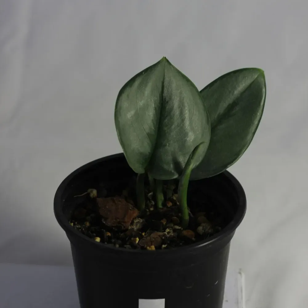 Scindapsus Treubii Moonlight "M"