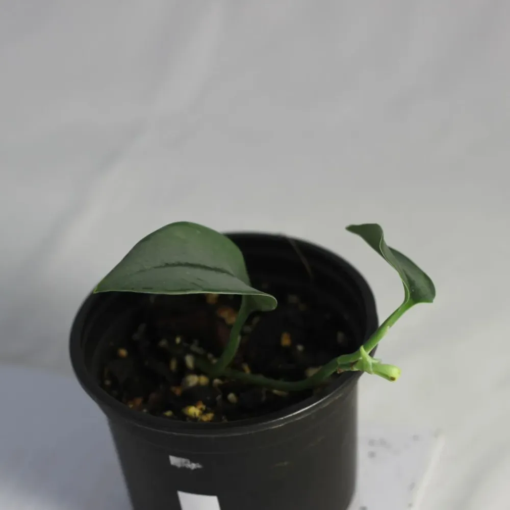 Scindapsus Treubii Moonlight "M"