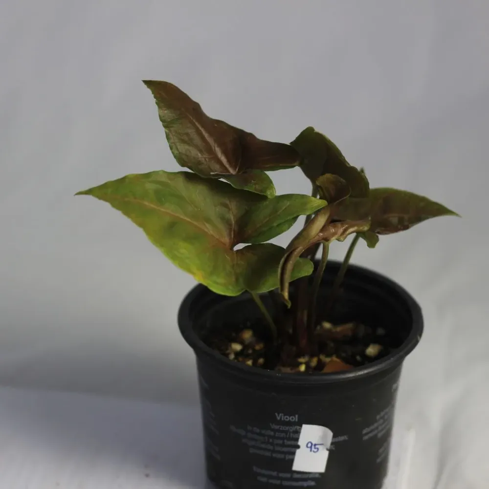Syngonium Bronze "M"