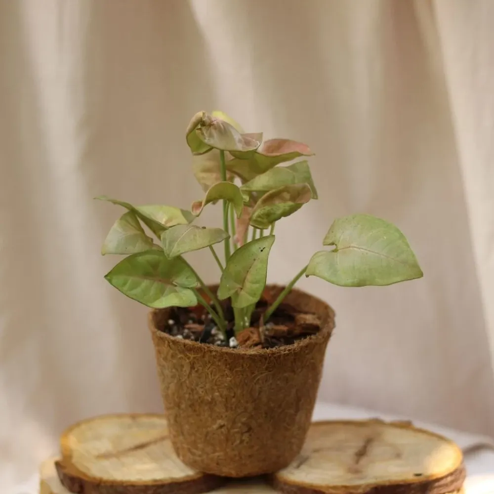 Syngonium Pink Neon "M" (šetrné k přírodě)