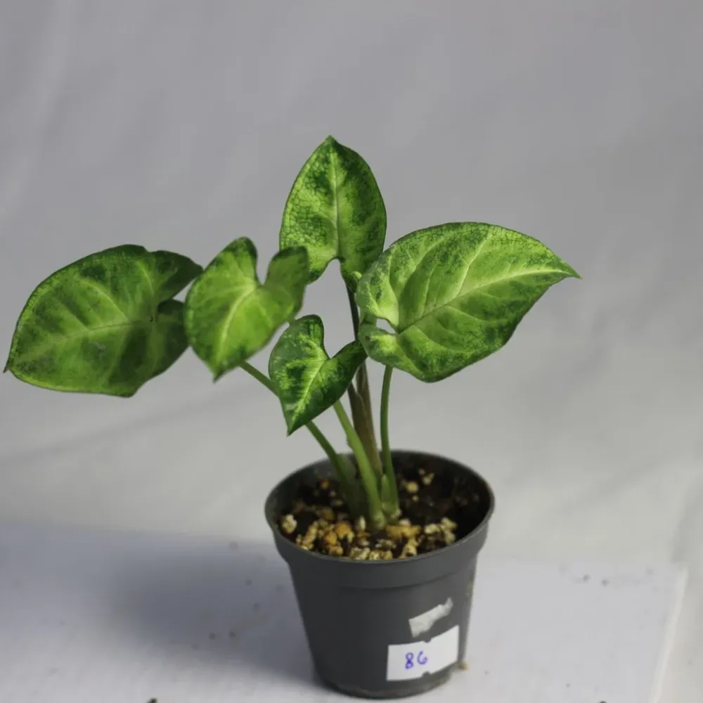 Syngonium Pixie "S"