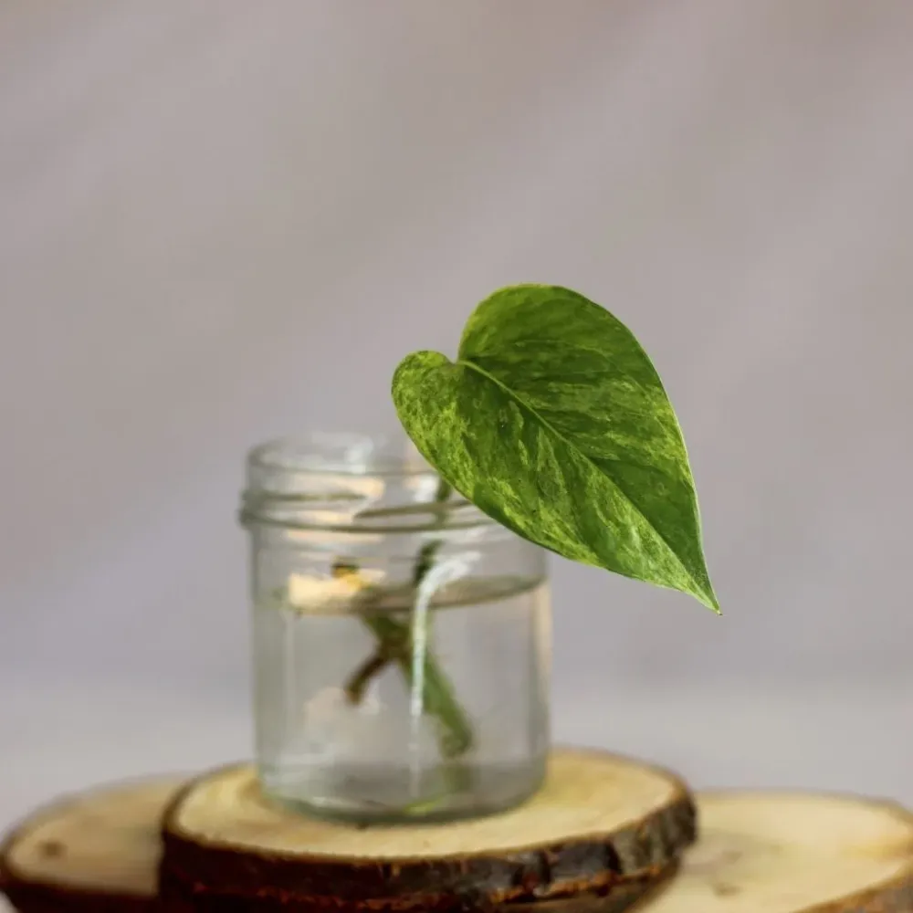 Epipremnum Marble Queen - řízek k zakořenění