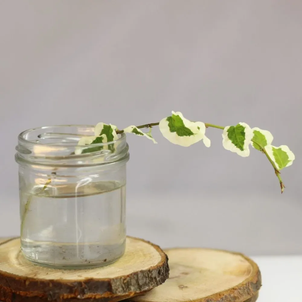 Ficus Pumila - řízek k zakořenění